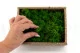 Lichene stabilizzato Nature Green (Creabox S) 5