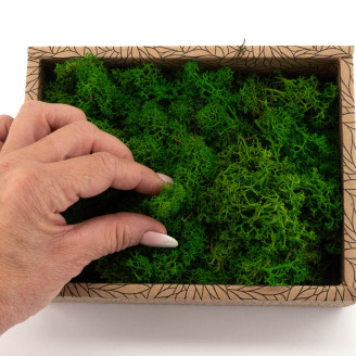 Lichen Préservé - Creabox - Nature Green