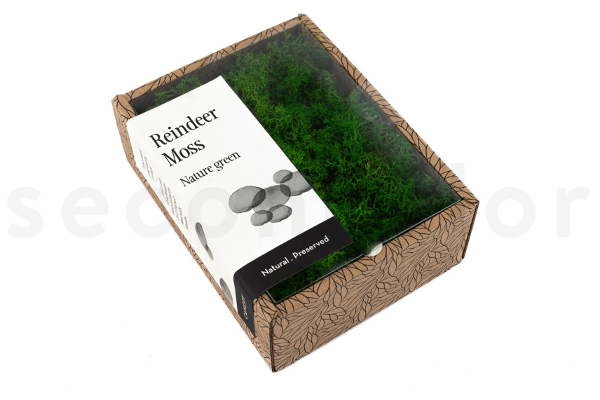 Preserved Reindeer Moss - Creabox - Nature Green