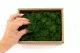 Lichen stabilis&eacute; Forest Green (Creabox S) 5