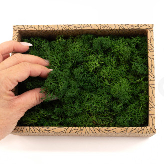 Preserved Reindeer Moss - Creabox - Forest Green