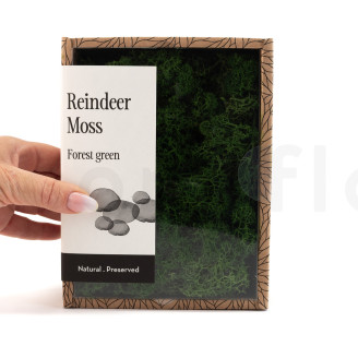 Preserved Reindeer Moss - Creabox - Forest Green