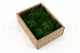 Liquen preservado Forest Green (Creabox S) 4