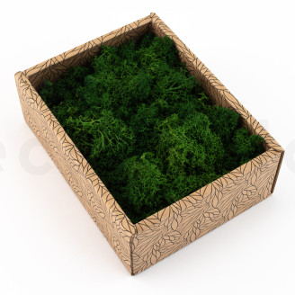 Liquen preservado - Creabox - Forest Green