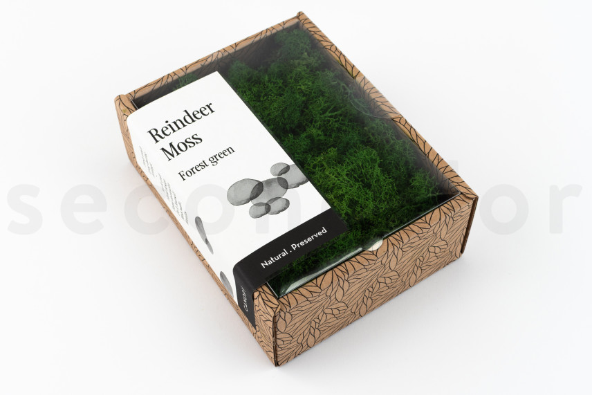 Preserved Reindeer Moss - Creabox - Forest Green