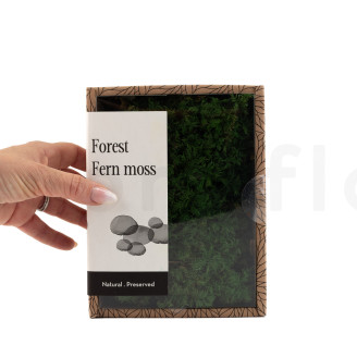 Muschio di felce stabilizzato - Creabox S - Verde