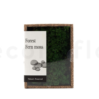 Mousse Fougère Préservée - Creabox - Vert