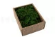 Konservierte Farnmoos (Creabox S) 4