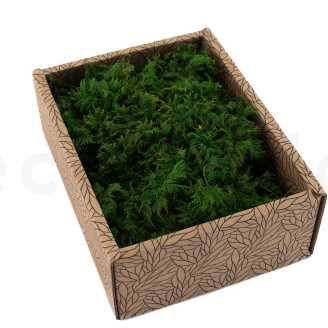 Mousse Fougère Préservée - Creabox - Vert