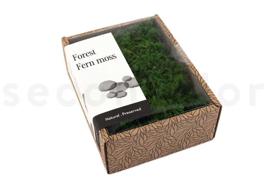 Fern Moss Preserved - Creabox - Green