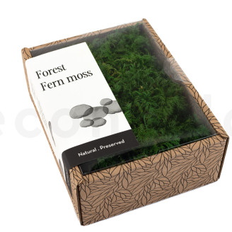 Muschio di felce stabilizzato - Creabox S - Verde