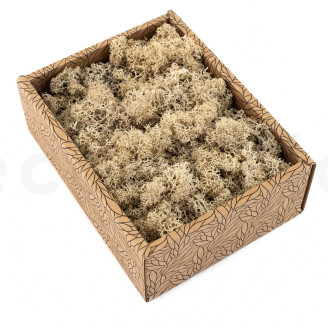 Lichene preservato - Creabox S - Cream
