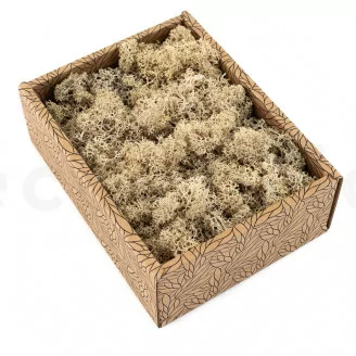 Preserved Reindeer Moss Cream (Creabox S)