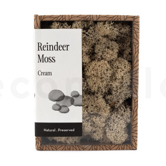 Preserved Reindeer Moss - Creabox - Cream