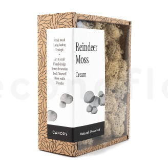 Lichen Préservé - Creabox - Cream