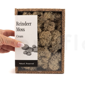 Lichen Préservé - Creabox - Cream