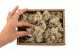Preserved Reindeer Moss Cream (Creabox S) 5