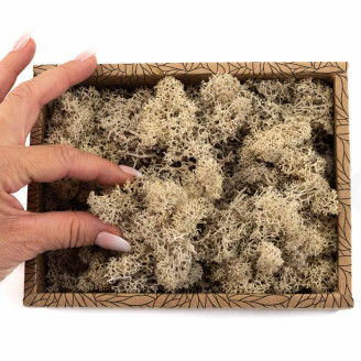 Lichen Préservé - Creabox - Cream