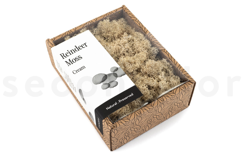 Lichen Préservé - Creabox - Cream