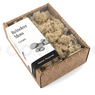 Lichene preservato - Creabox S - Cream