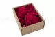 Liquen preservado Fucsia (Creabox S) 4