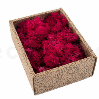 Lichen Préservé - Creabox - Fuchsia