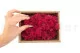 Lichene stabilizzato Fucsia (Creabox S) 5
