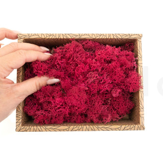 Lichen Préservé - Creabox - Fuchsia