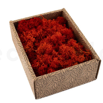 Liquen preservado - Creabox S - Naranja