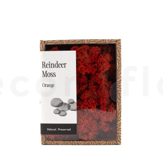 Lichen Préservé - Creabox - Orange