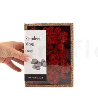 Preserved Reindeer Moss - Creabox - Orange