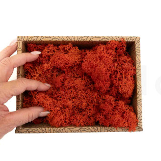 Lichen Préservé - Creabox - Orange