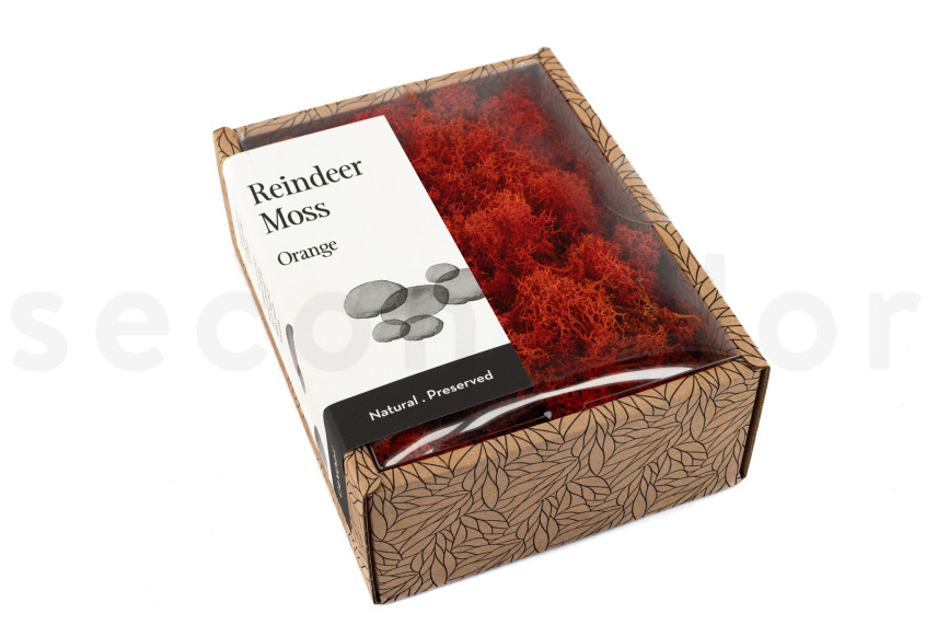 Lichen Préservé - Creabox - Orange