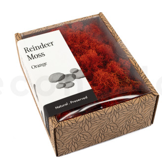 Lichen Préservé - Creabox - Orange