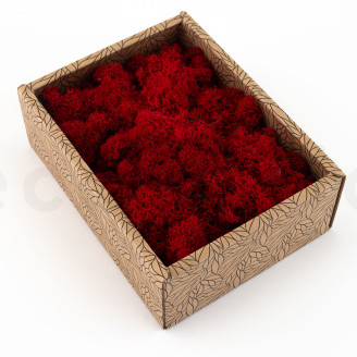 Lichene stabilizzato - Creabox - Rosso