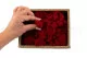 Lichen stabilis&eacute; Rouge (Creabox S) 5