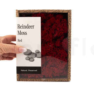 Preserved Reindeer Moss - Creabox - Red