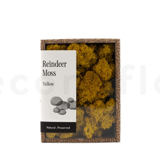 Lichen Préservé - Creabox - Jaune