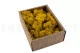 Liquen preservado Amarillo (Creabox S) 4