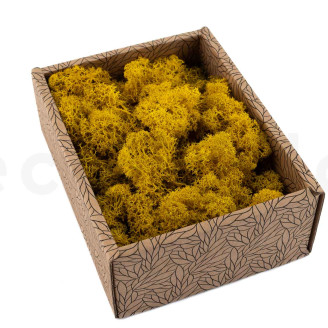 Lichen Préservé - Creabox - Jaune