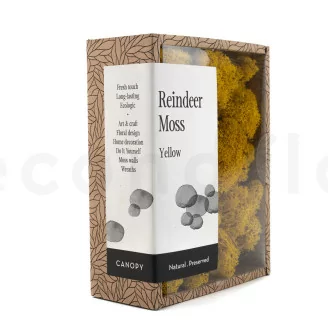 Preserved Reindeer Moss Yellow (Creabox S)