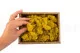 Liquen preservado Amarillo (Creabox S) 5