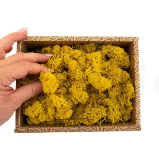 Lichen stabilis&eacute; Jaune (Creabox S)