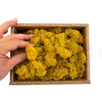 Lichene stabilizzato - Creabox - Giallo