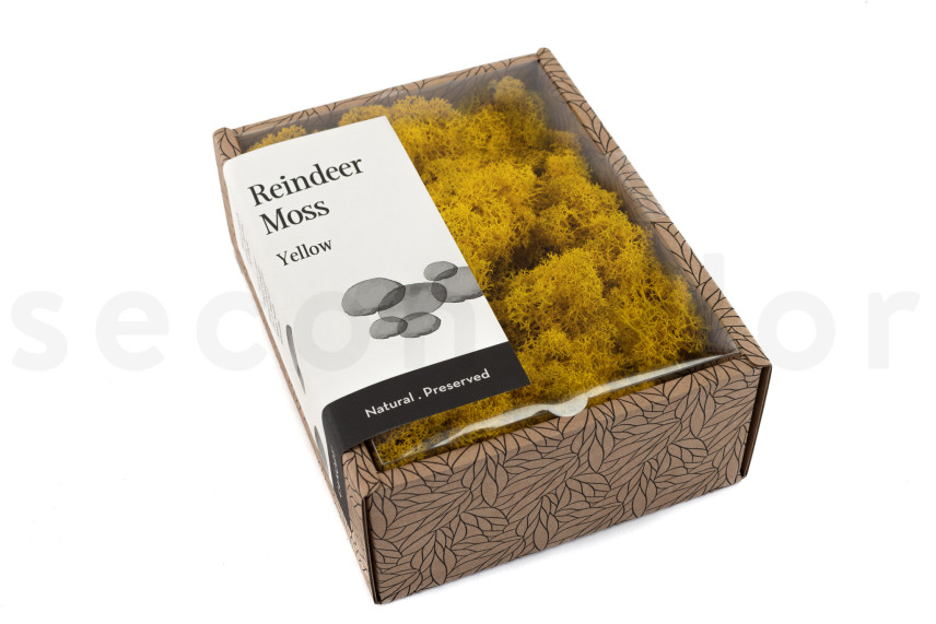 Preserved Reindeer Moss - Creabox - Yellow