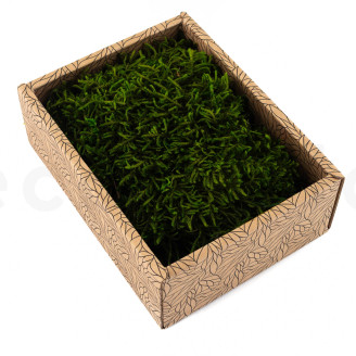 Mousse Longue Préservée - Creabox - Vert