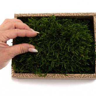Mousse Longue Préservée - Creabox - Vert