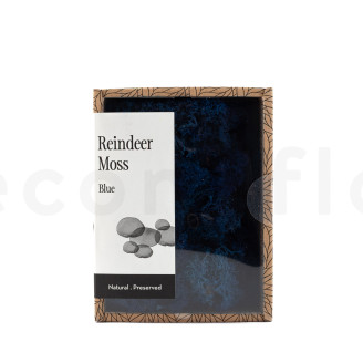 Lichen Préservé - Creabox - Royal Blue