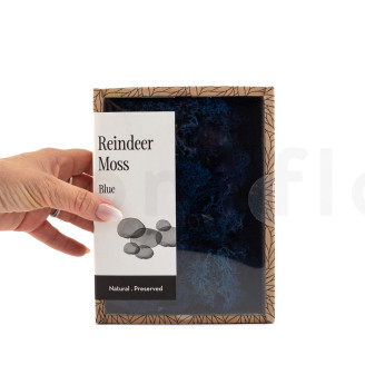 Preserved Reindeer Moss - Creabox - Royal Blue