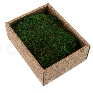 Muschio piatto stabilizzato - Creabox S - Verde
